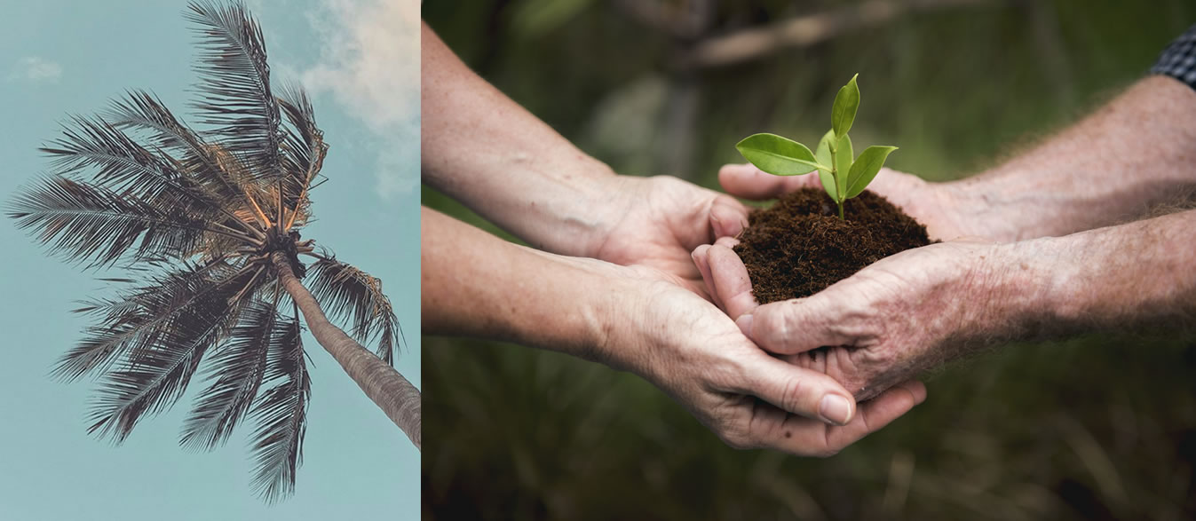 Puro Verde Kombuchas